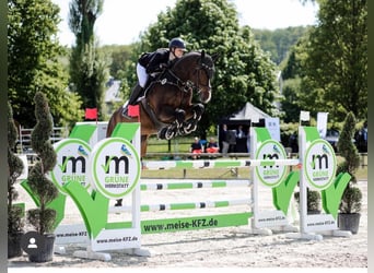 Holsteiner, Ruin, 7 Jaar, Donkerbruin