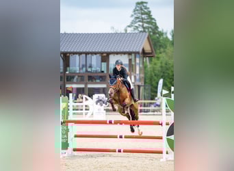 Holsteiner, Ruin, 8 Jaar, 167 cm, Bruin