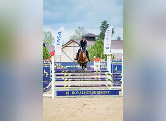 Holsteiner, Ruin, 8 Jaar, 167 cm, Bruin