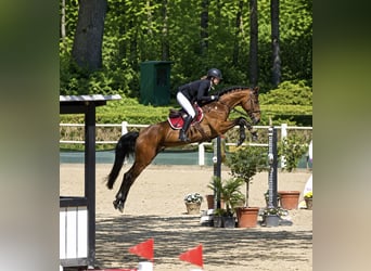 Holsteiner, Ruin, 8 Jaar, 170 cm, Bruin