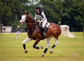Holsteiner, Ruin, 8 Jaar, 170 cm, Tobiano-alle-kleuren