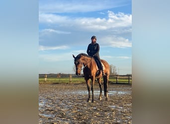 Holsteiner, Ruin, 8 Jaar, 183 cm, Bruin