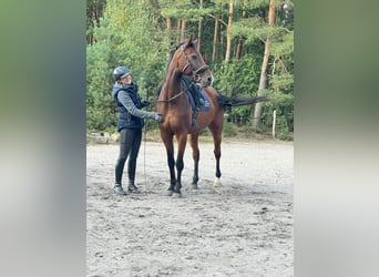 Holsteiner, Ruin, 9 Jaar, 163 cm, Bruin