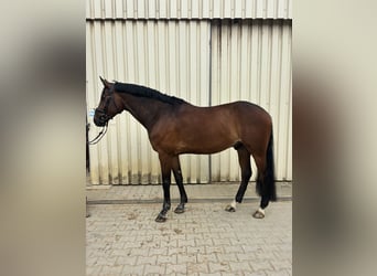 Holsteiner, Ruin, 9 Jaar, 170 cm, Bruin