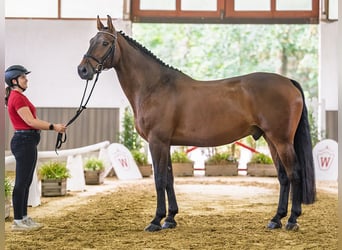 Holsteiner, Ruin, 9 Jaar, 170 cm, Donkerbruin