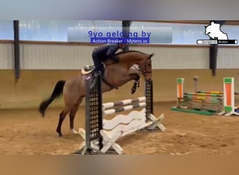 Holsteiner, Ruin, 9 Jaar, 172 cm, Bruin