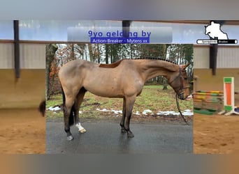 Holsteiner, Ruin, 9 Jaar, 172 cm, Bruin