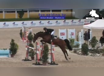 Holsteiner, Ruin, 9 Jaar, 172 cm, Bruin