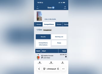 Holsteiner, Ruin, 9 Jaar, 174 cm, Bruin