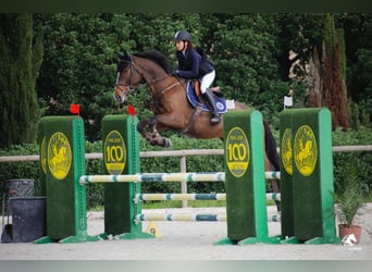 Holsteiner, Ruin, 9 Jaar, 174 cm, Bruin