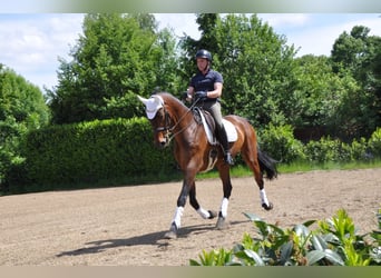 Holsteiner, Ruin, 9 Jaar, 180 cm, Bruin