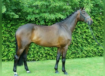 Holsteiner, Sto, 11 år, 178 cm, Mörkbrun