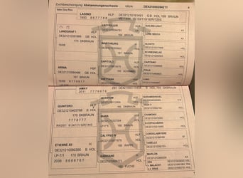 Holsteiner, Stute, 13 Jahre, 166 cm, Dunkelbrauner