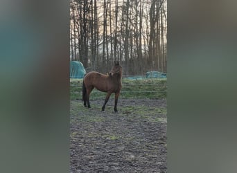 Holsteiner, Stute, 14 Jahre, 164 cm, Brauner