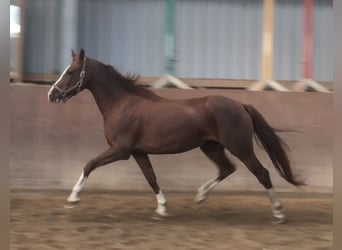 Holsteiner, Sto, 17 år, 163 cm, fux