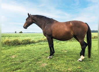 Holsteiner, Sto, 17 år, 165 cm, Brun