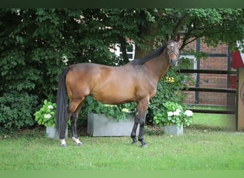 Holsteiner, Sto, 17 år, 167 cm, Brun