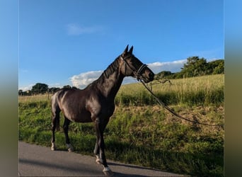 Holsteiner, Sto, 17 år, 172 cm, Mörkbrun