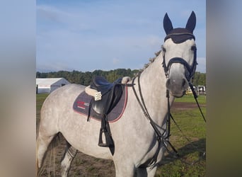 Holsteiner, Sto, 4 år, 172 cm, Grå