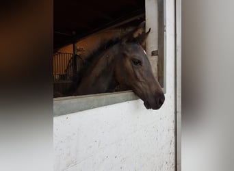 Holsteiner, Sto, 5 år, 167 cm, Rökfärgad svart