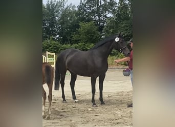 Holsteiner, Sto, 5 år, 167 cm
