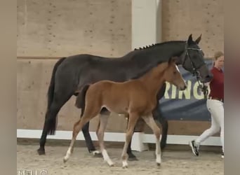 Holsteiner, Sto, 5 år, 167 cm