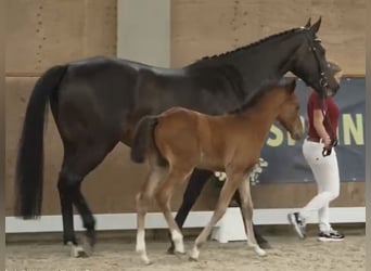 Holsteiner, Sto, 5 år, 167 cm