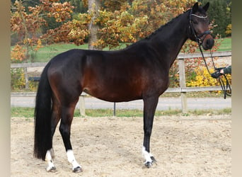 Holsteiner, Sto, 6 år, 167 cm, Rökfärgad svart