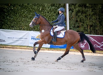 Holsteiner, Stute, 7 Jahre, 166 cm, Brauner