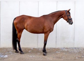 Holsteiner, Stute, 10 Jahre, 164 cm, Brauner
