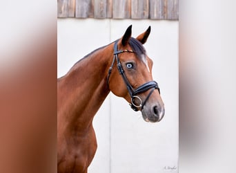 Holsteiner, Stute, 10 Jahre, 164 cm, Brauner