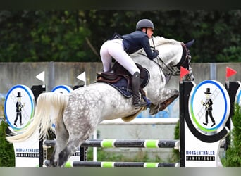 Holsteiner, Stute, 10 Jahre, 164 cm, Schimmel