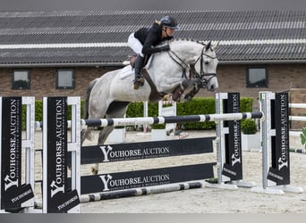 Holsteiner, Stute, 10 Jahre, 164 cm, Schimmel