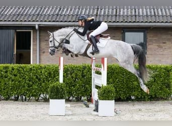 Holsteiner, Stute, 10 Jahre, 164 cm, Schimmel