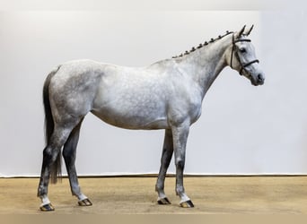 Holsteiner, Stute, 10 Jahre, 164 cm, Schimmel