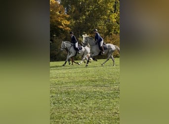 Holsteiner, Stute, 10 Jahre, 167 cm, Schimmel