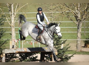 Holsteiner, Stute, 10 Jahre, 167 cm, Schimmel