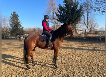 Holsteiner, Stute, 10 Jahre, 170 cm, Brauner