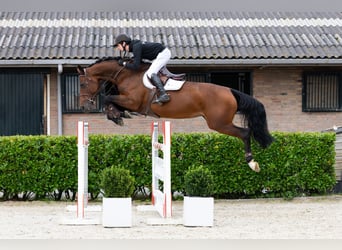 Holsteiner, Stute, 10 Jahre, 170 cm, Brauner Holsteiner, Stute, 10 Jahre, 170 cm, Brauner