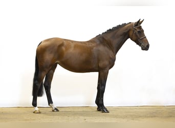 Holsteiner, Stute, 10 Jahre, 170 cm, Brauner