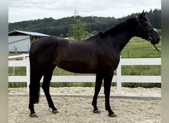 Holsteiner, Stute, 10 Jahre, 170 cm, Rappe