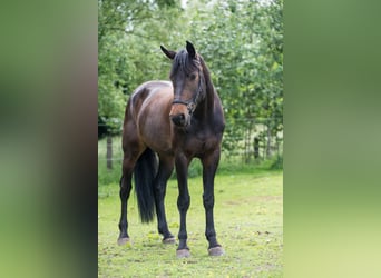 Holsteiner, Stute, 10 Jahre, 171 cm, Dunkelbrauner