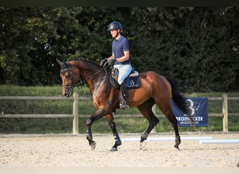Holsteiner, Stute, 10 Jahre, 172 cm, Brauner