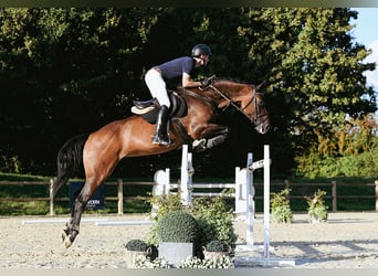 Holsteiner, Stute, 10 Jahre, 172 cm, Brauner