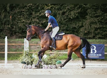 Holsteiner, Stute, 10 Jahre, 172 cm, Brauner