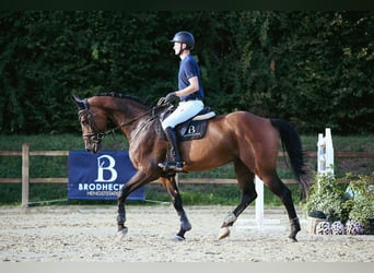 Holsteiner, Stute, 10 Jahre, 172 cm, Brauner