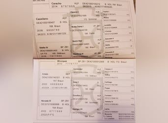 Holsteiner, Stute, 10 Jahre, 172 cm, Dunkelbrauner
