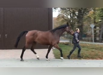 Holsteiner, Stute, 10 Jahre, 173 cm, Brauner