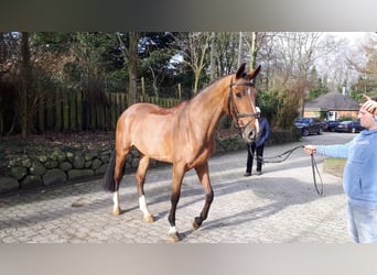 Holsteiner, Stute, 10 Jahre, 173 cm, Brauner