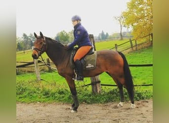 Holsteiner Mix, Stute, 11 Jahre, 155 cm, Brauner